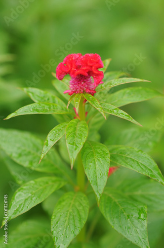 Blooming Red Cockscomb Flower