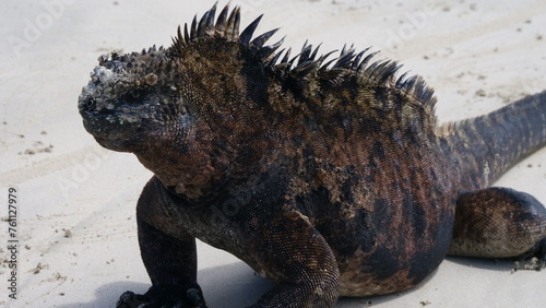 iguana on the beach