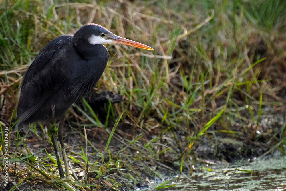 Aigrette à l'affût sur les rives d'un étang Aigrette à l'affût sur les rives d'un étang