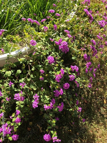 pink flowers in a garden