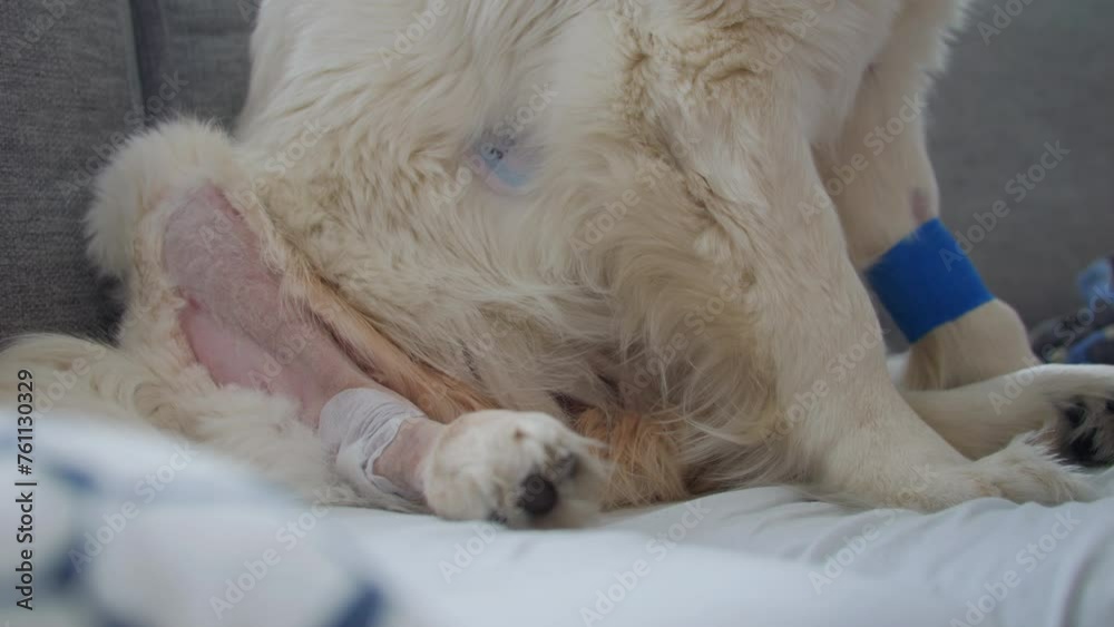 Close-up of a recuperating dog after operation with a blue bandage, sitting down at home Close-up of a recuperating dog after operation with a blue bandage, sitting down at home