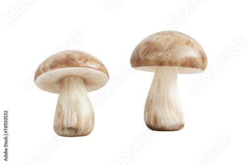  Champignon mushrooms isolated on white background.First person view in realistic daylight