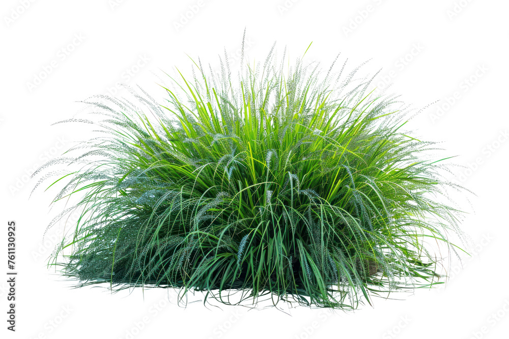 
Bush of blooming ornamental grass isolated on white background Realistic daytime first person perspective