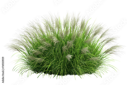  Bush of blooming ornamental grass isolated on white background Realistic daytime first person perspective