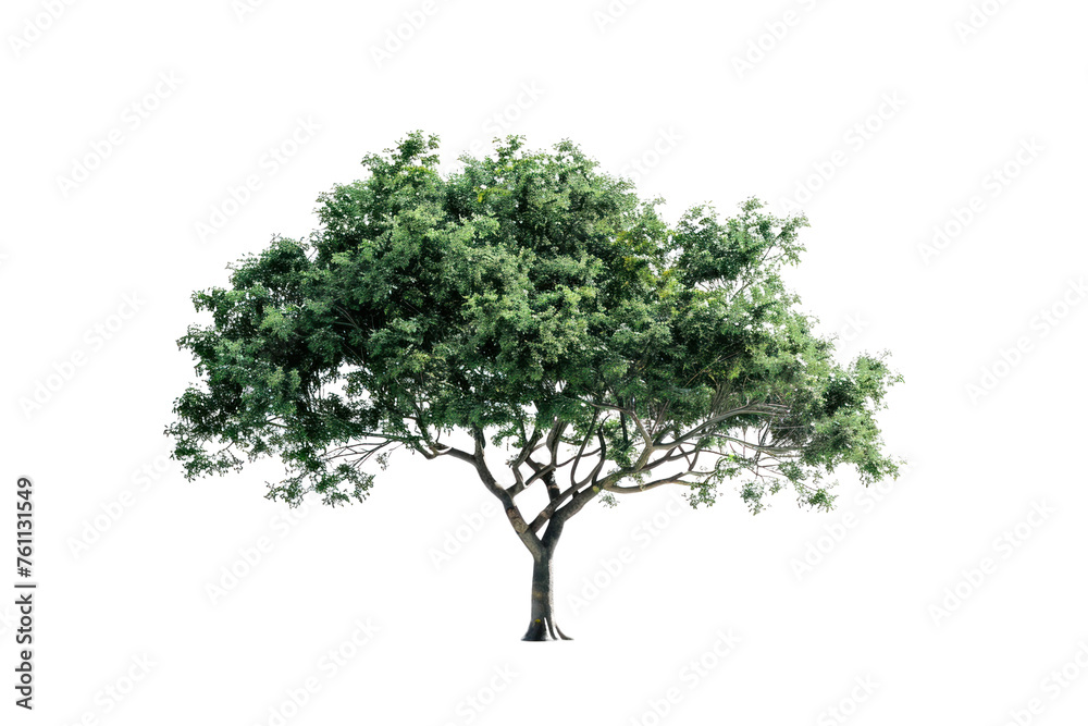 custom made wallpaper toronto digital
big tree isolated on white background Real daytime first person perspective