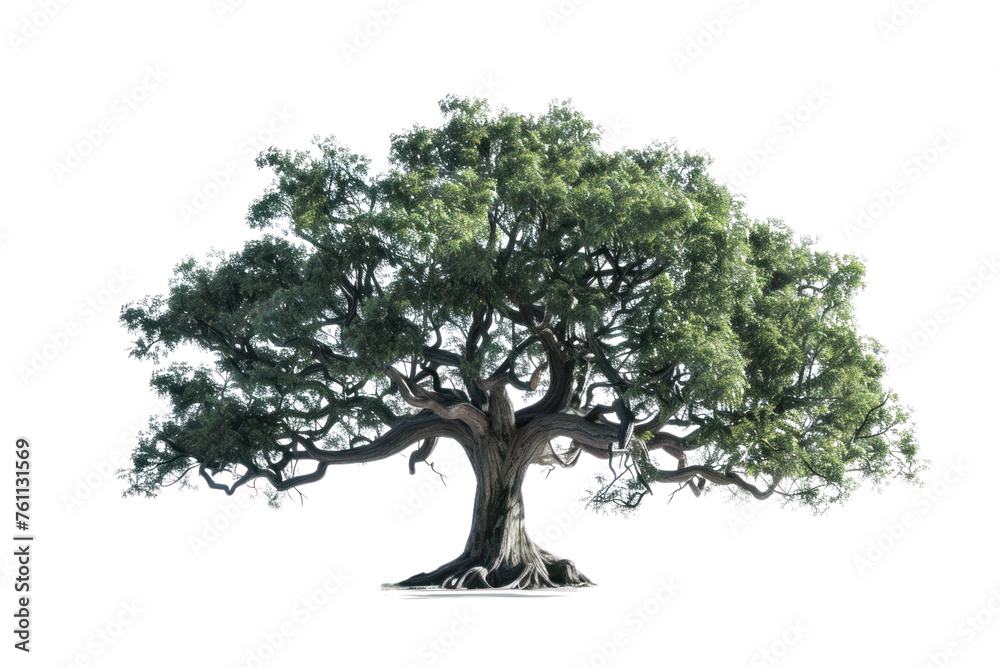 Obraz premium big tree isolated on white background Real daytime first person perspective