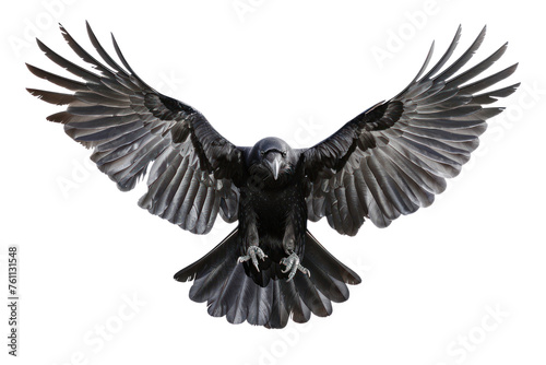  Birds flying ravens isolated on white background Real daytime first person perspective