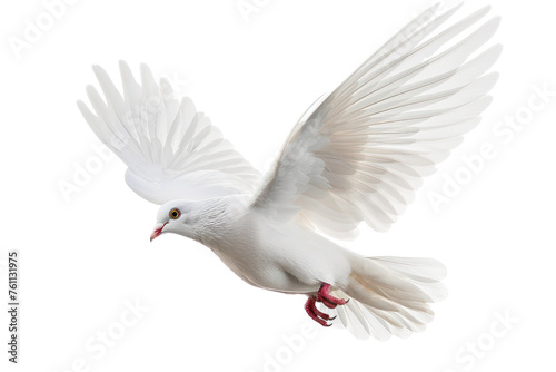  A free flying white dove isolated on a white background. AI realistic daytime first person perspective
