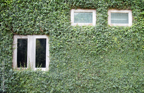 The background wall is covered with green ivy leaves.