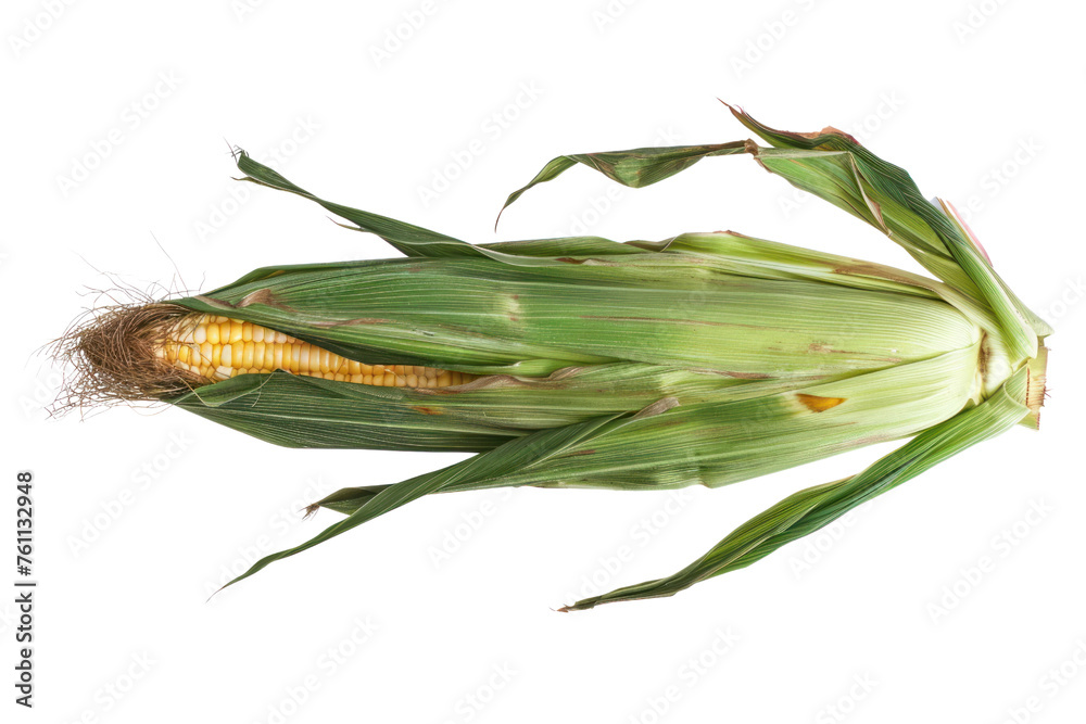 Fototapeta premium Isolated white background with fresh corn using clipping path. Real daytime first person perspective