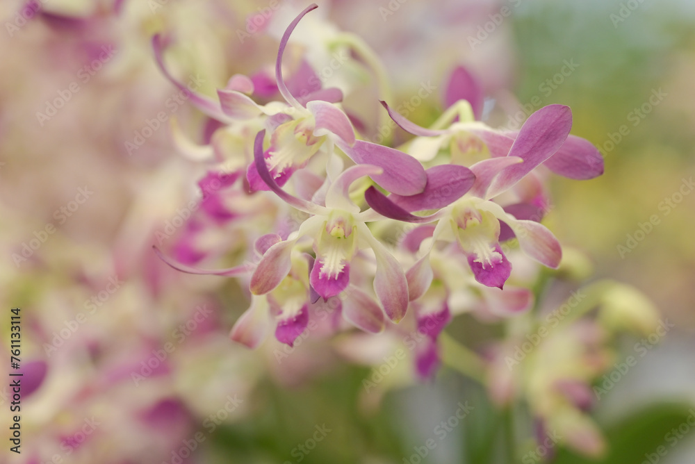 Close-up of soft purple-white Dendrobium orchid flowers blooming in the tropical garden on a blurred green background.