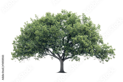  High definition collection Tree isolated on a white background Real daytime first person perspective