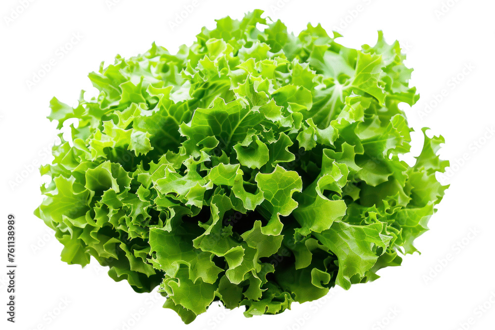 Fresh green salad head isolated on white background Real daytime first person perspective
Fresh green salad head isolated on white background Real daytime first person perspective