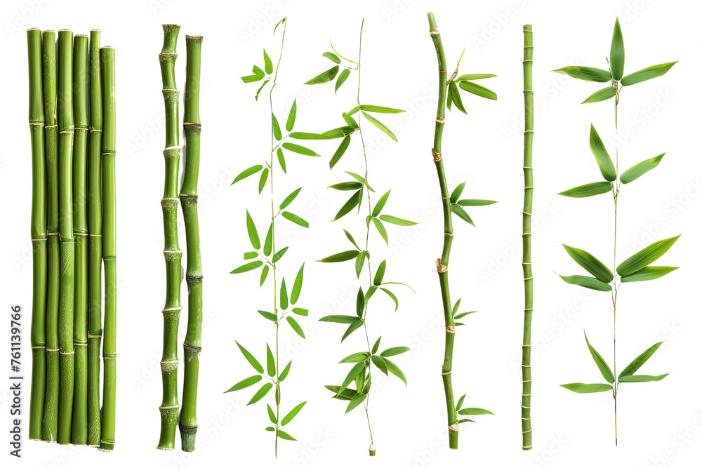 Collection bamboo isolated on white background Real daytime first person perspective
Collection bamboo isolated on white background Real daytime first person perspective