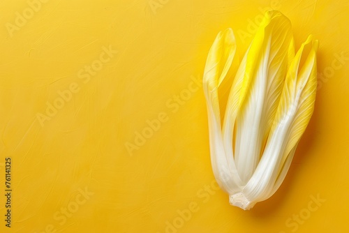 White Flower on Yellow Background