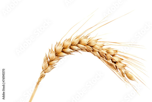 ดีไซน์ที่ยังไม่ได้ตั้งชื่อ - 
Dry wheat ear, grain isolated on white background Realistic daytime first person perspective