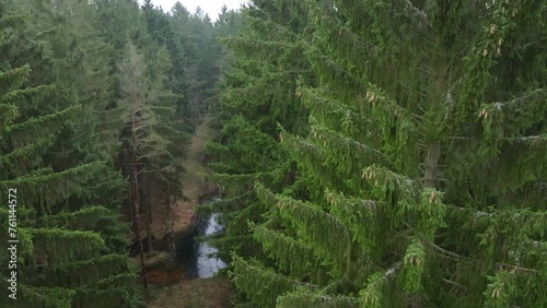 Mysterious forest nature in a foggy morning. Trees revealing standing water in swampy wilderness