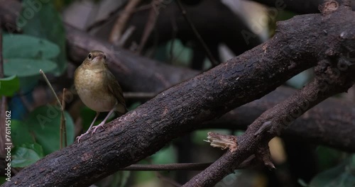 Looking up while perched on a low branch near the ground, Siberian Blue Robin Larvivora cyane, Thailand photo