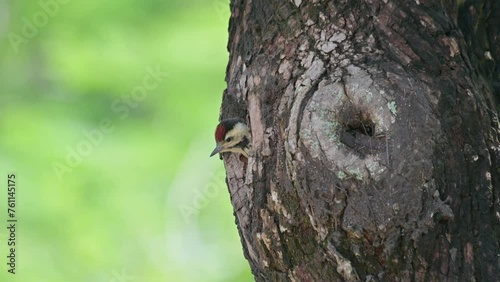 Looking out waiting for its parents to come and feed then goes inside, Speckle-breasted Woodpecker Dendropicos poecilolaemus, Thailand photo