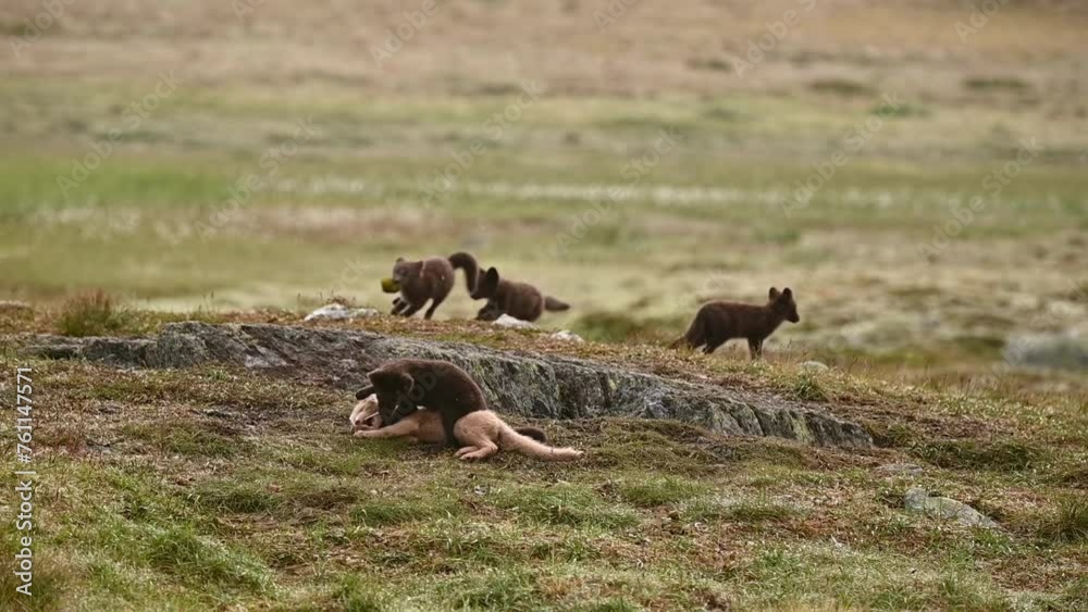 Two Arctic Fox pups wrestle over stick, other pups playing in background, Norway Two Arctic Fox pups wrestle over stick, other pups playing in background, Norway