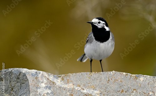 White wagtail // Bachstelze (Motacilla alba) photo