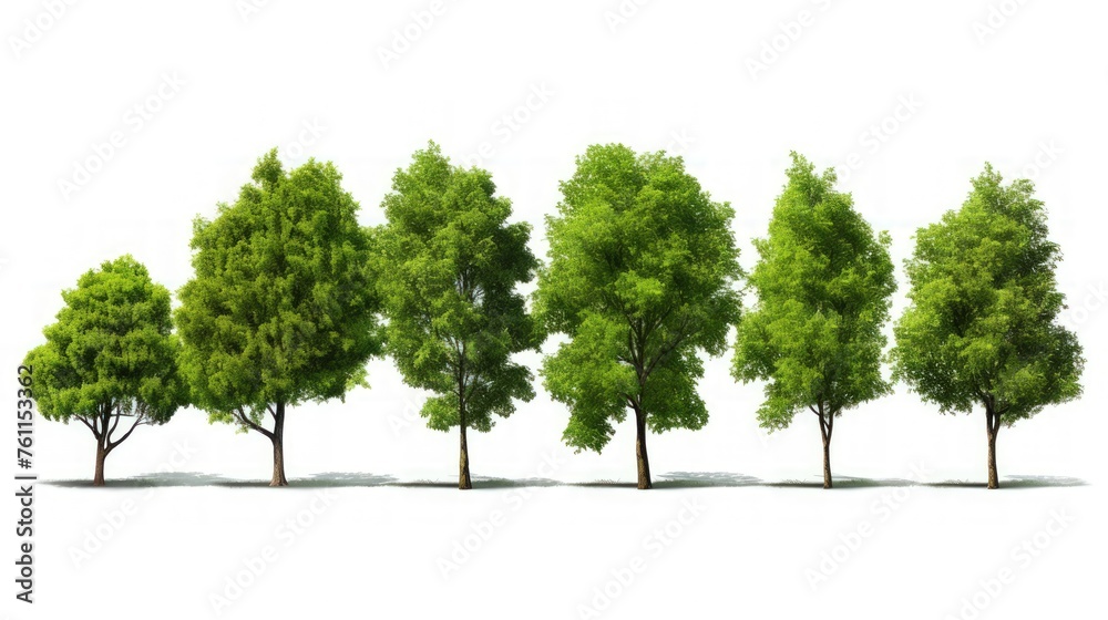 Illustration of trees set on a white background. Illustration of trees set on a white background.