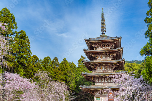 京都醍醐寺 桜に包まれた五重塔
