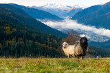 Mountain sheeps grazing on pasture in autumn time on snow covered mountain