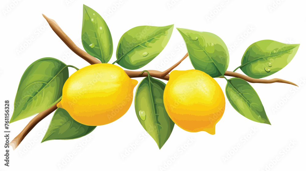 A lemon tree branch with two yellow lemons and green