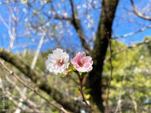 紅白の十月桜 