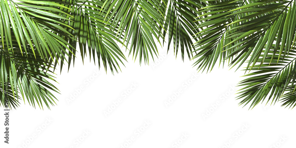 Palm leafy green freshness cut out backgrounds 3d illustrations png file