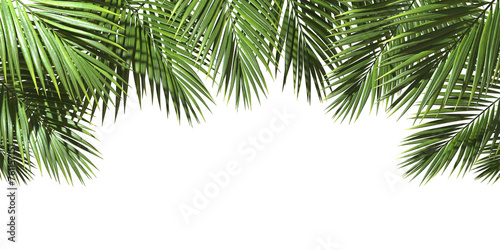 Fototapeta Naklejka Na Ścianę i Meble -  Palm leafy green freshness cut out backgrounds 3d illustrations png file