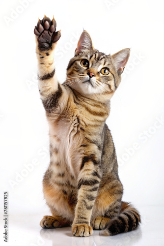 A playful cat kitten waving its paw in a realistic portrait style 
