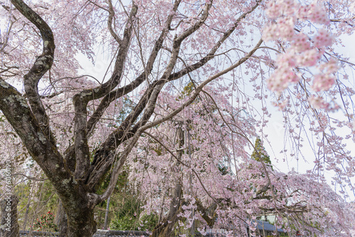 Wallpaper Mural 京都醍醐寺 三宝院に咲く満開の桜 Torontodigital.ca