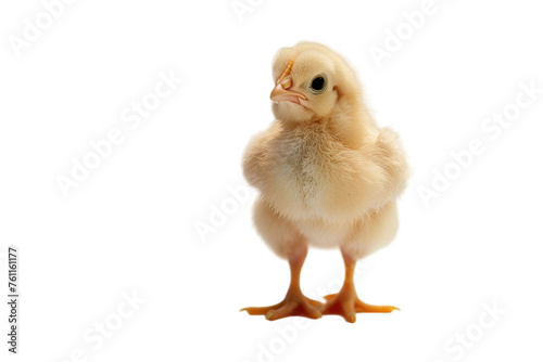 Chicken Isolated on Transparent Background.