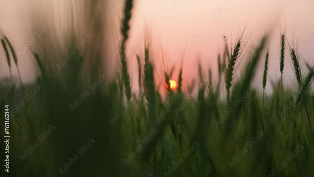 Experience the mesmerizing beauty of a serene sunset in a wheat field, where golden plants sway gently in the warm breeze, painting the countryside in breathtaking hues Experience the mesmerizing beauty of a serene sunset in a wheat field, where golden plants sway gently in the warm breeze, painting the countryside in breathtaking hues