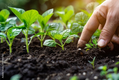 Close-up of male farmer's hands planting seedlings in fertile soil. Growing vegetables, herbs and flowers. Organic farming and gardening.
