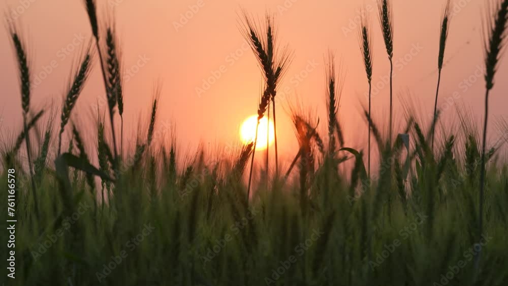 Experience the mesmerizing beauty of a serene sunset in a wheat field, where golden plants sway gently in the warm breeze, painting the countryside in breathtaking hues Experience the mesmerizing beauty of a serene sunset in a wheat field, where golden plants sway gently in the warm breeze, painting the countryside in breathtaking hues