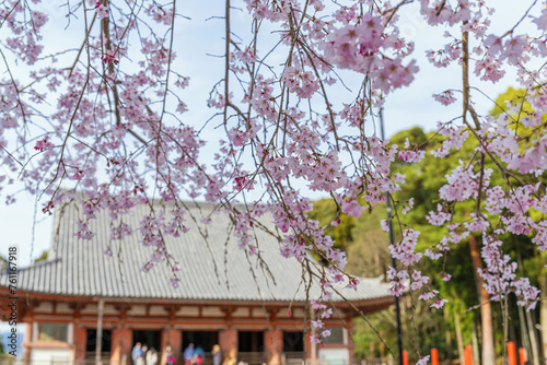京都醍醐寺 国宝金堂の春景色