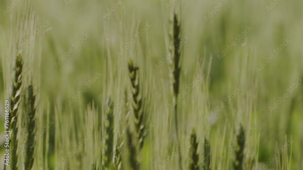 A hand-held extreme close-up focus-shift shot of green wheat strands on a wheat farmland swaying in the wind during a sunny day A hand-held extreme close-up focus-shift shot of green wheat strands on a wheat farmland swaying in the wind during a sunny day