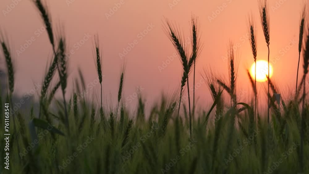 Experience the mesmerizing beauty of a serene sunset in a wheat field, where golden plants sway gently in the warm breeze, painting the countryside in breathtaking hues Experience the mesmerizing beauty of a serene sunset in a wheat field, where golden plants sway gently in the warm breeze, painting the countryside in breathtaking hues