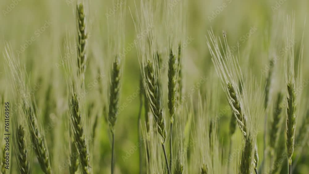 A hand-held close-up side profile shot of wheat strands swaying in wind on a sunny day A hand-held close-up side profile shot of wheat strands swaying in wind on a sunny day