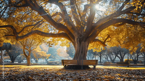 A sprawling oak with yellowing leaves towers over a solitary bench in a sun-dappled park.