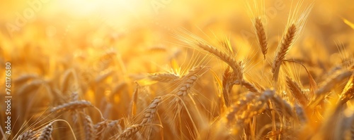 Grain in the field at sunset, agricultural concept.