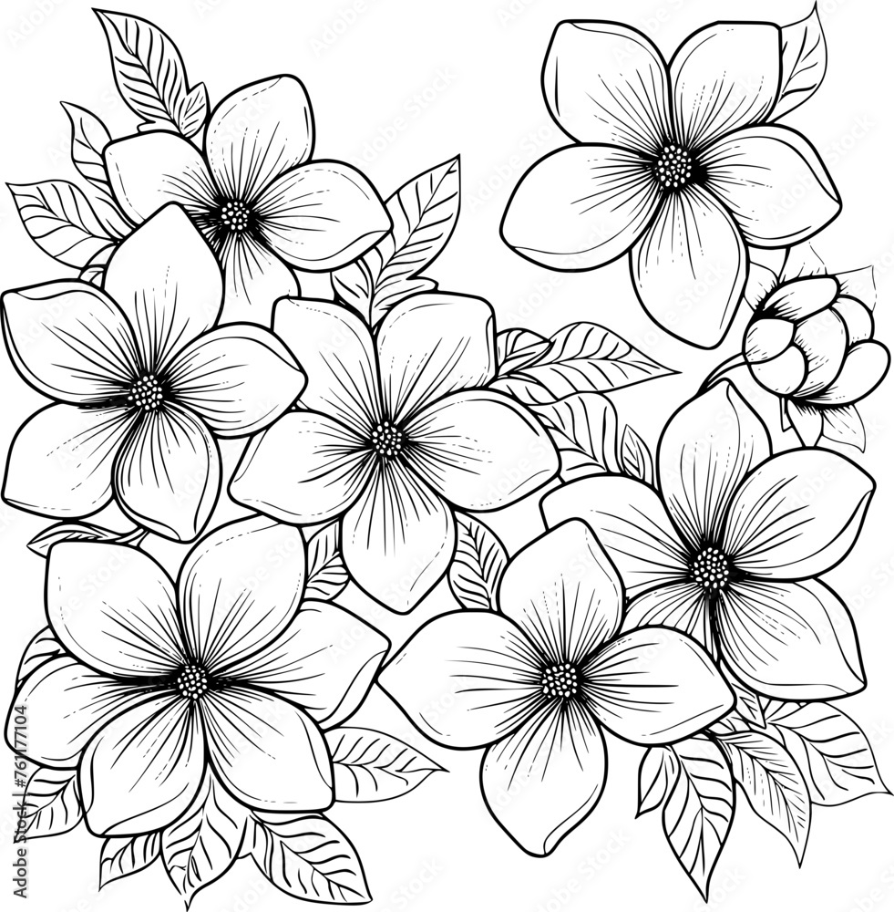 outline illustration of jasmine flowers collection outline illustration of jasmine flowers collection
