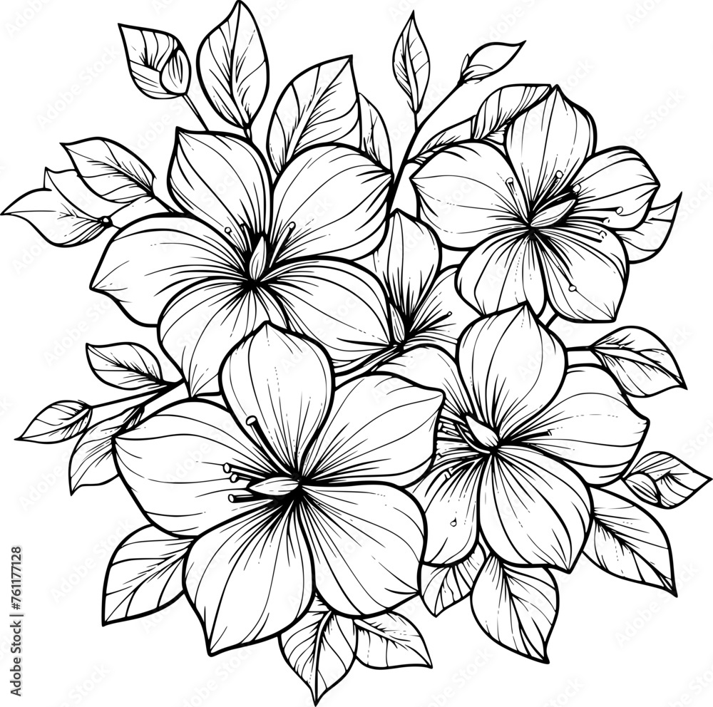 outline illustration of jasmine flowers collection big