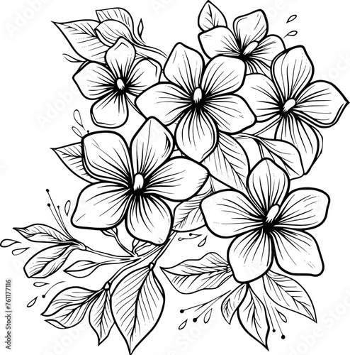 outline illustration of jasmine flowers collection drawing