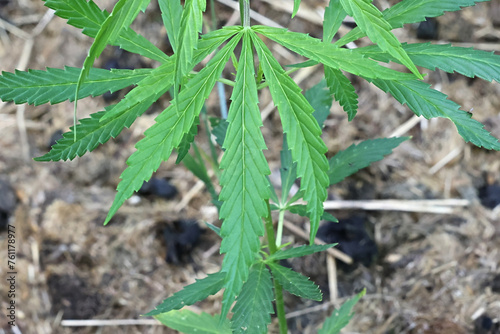 Cannabis sativa, commonly known as marijuana or hemp, wild medicinal plant from Finland