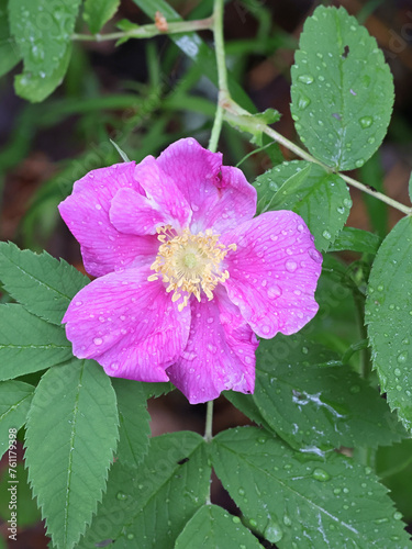 Cinnamon Rose, Rosa cinnamomea, also called Rosa majalis, wild flowering plant from Finland. photo