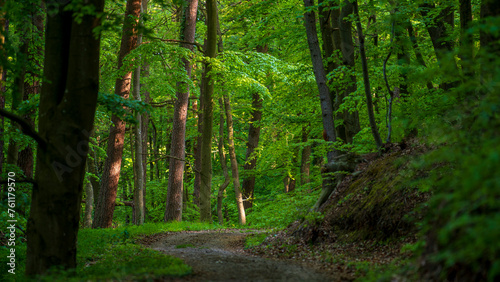 Path in very green forest